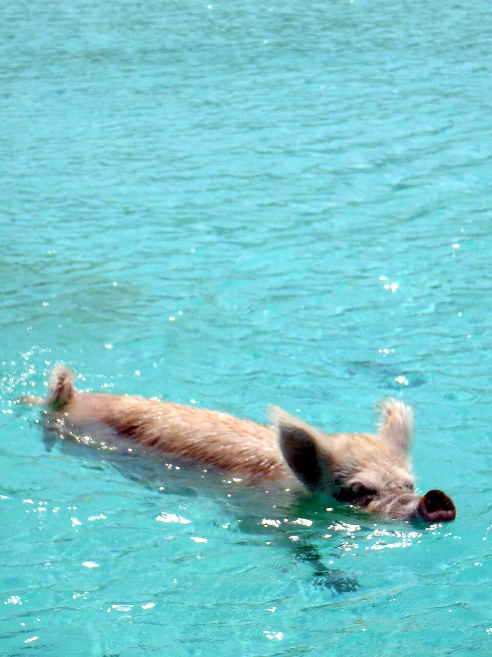 Un cochon nageur de près dans l'eau turquoise d'Exuma, Bahamas