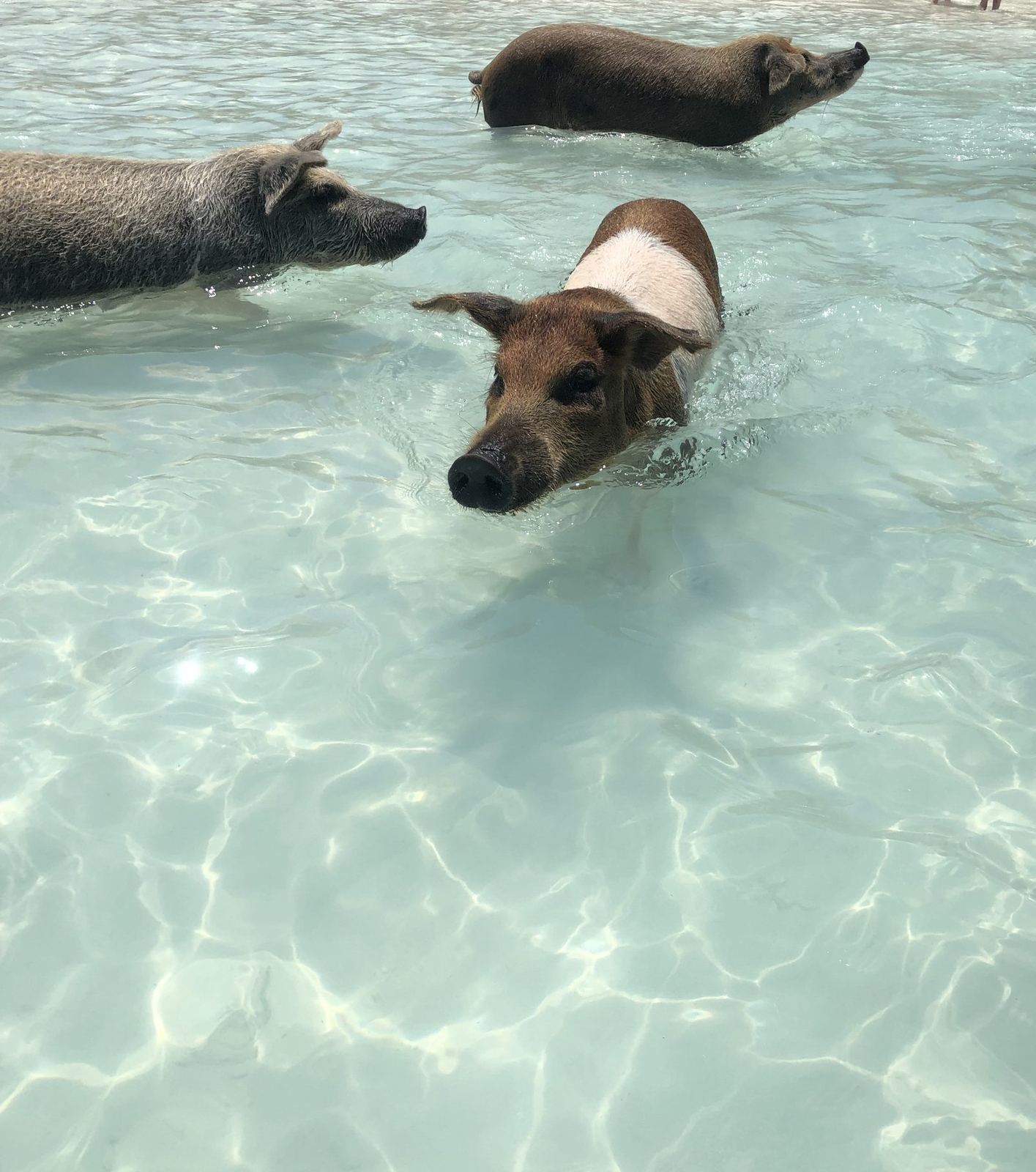 Les célèbres cochons nageurs dans le lagon d'Exuma, Bahamas
