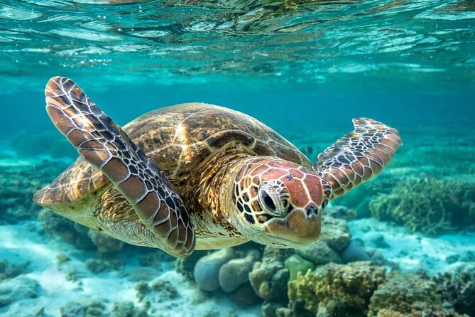 Tortue marine nageant près des récifs, Barbade